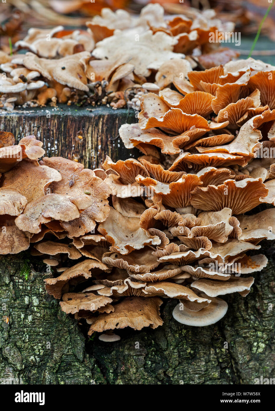 Bitter oyster (Panellus stipticus) growing on a tree stump, Belgium