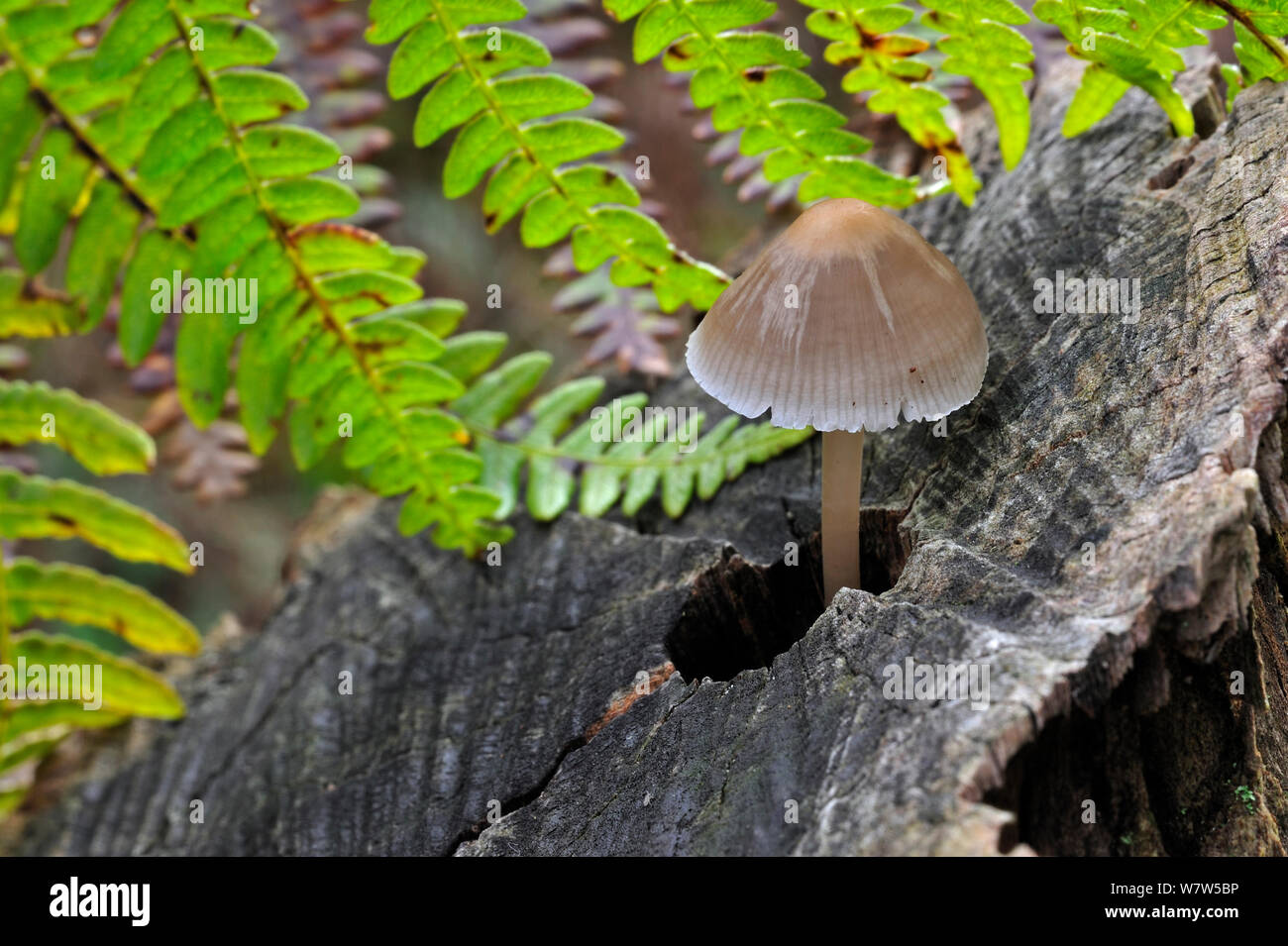 Common bonnet (Mycena galericulata) growing from a tree stump, Belgium, October. Stock Photo