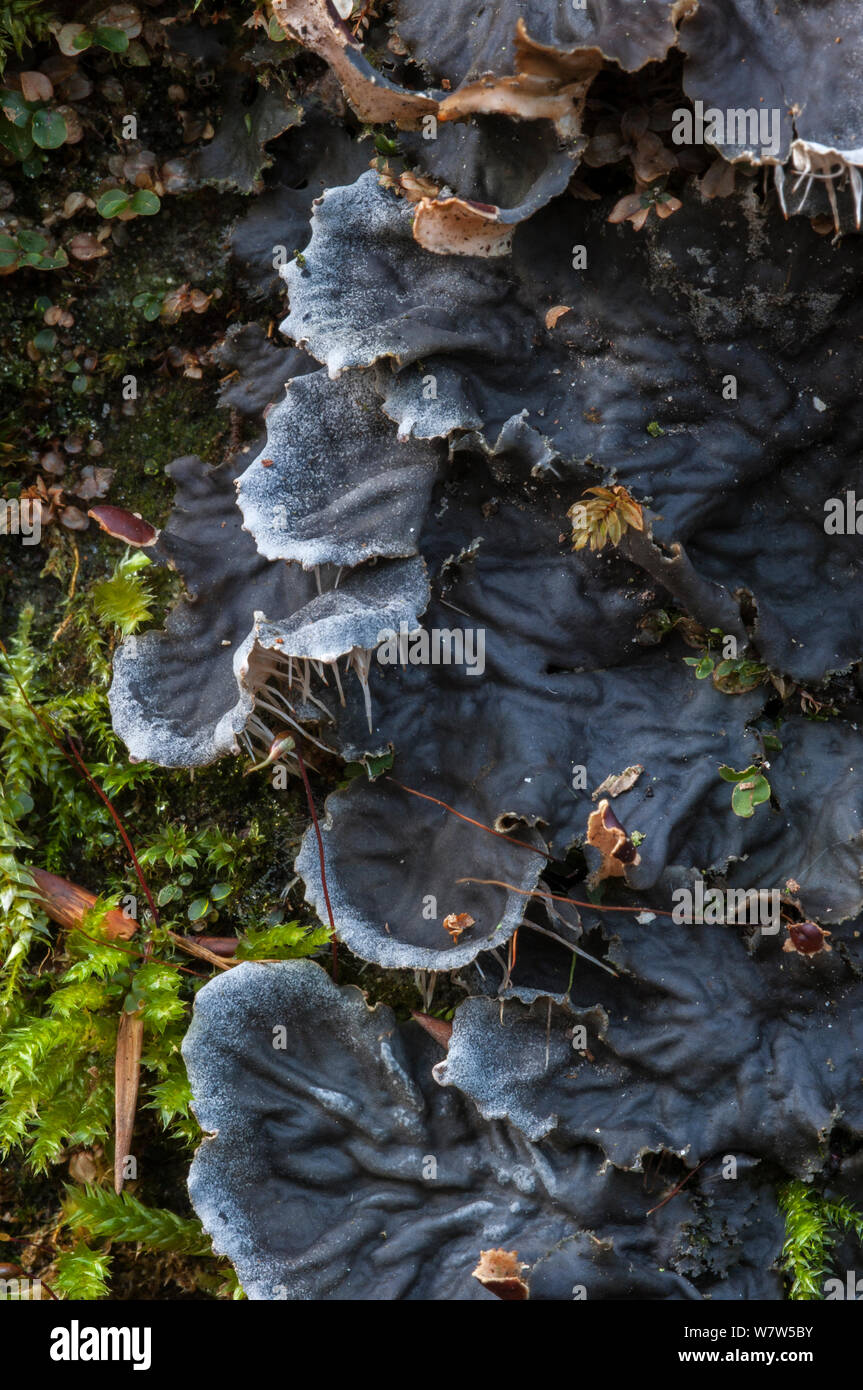 Dog lichen (Peltigera canina) growing on a rock, Luxembourg, October. Stock Photo