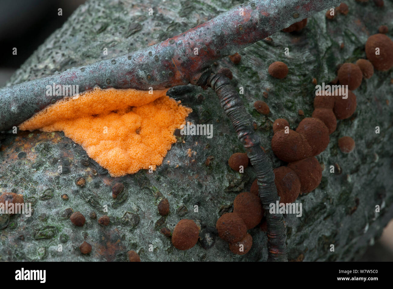 Slime mold (Dictydiaethalium plumbeum) and Beech woodwart (Hypoxylon fragiforme) growing on a branch, Belgium, October. Stock Photo