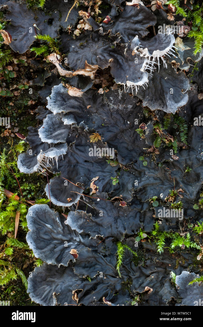 Dog lichen (Peltigera canina) growing on a rock, Luxembourg, October. Stock Photo