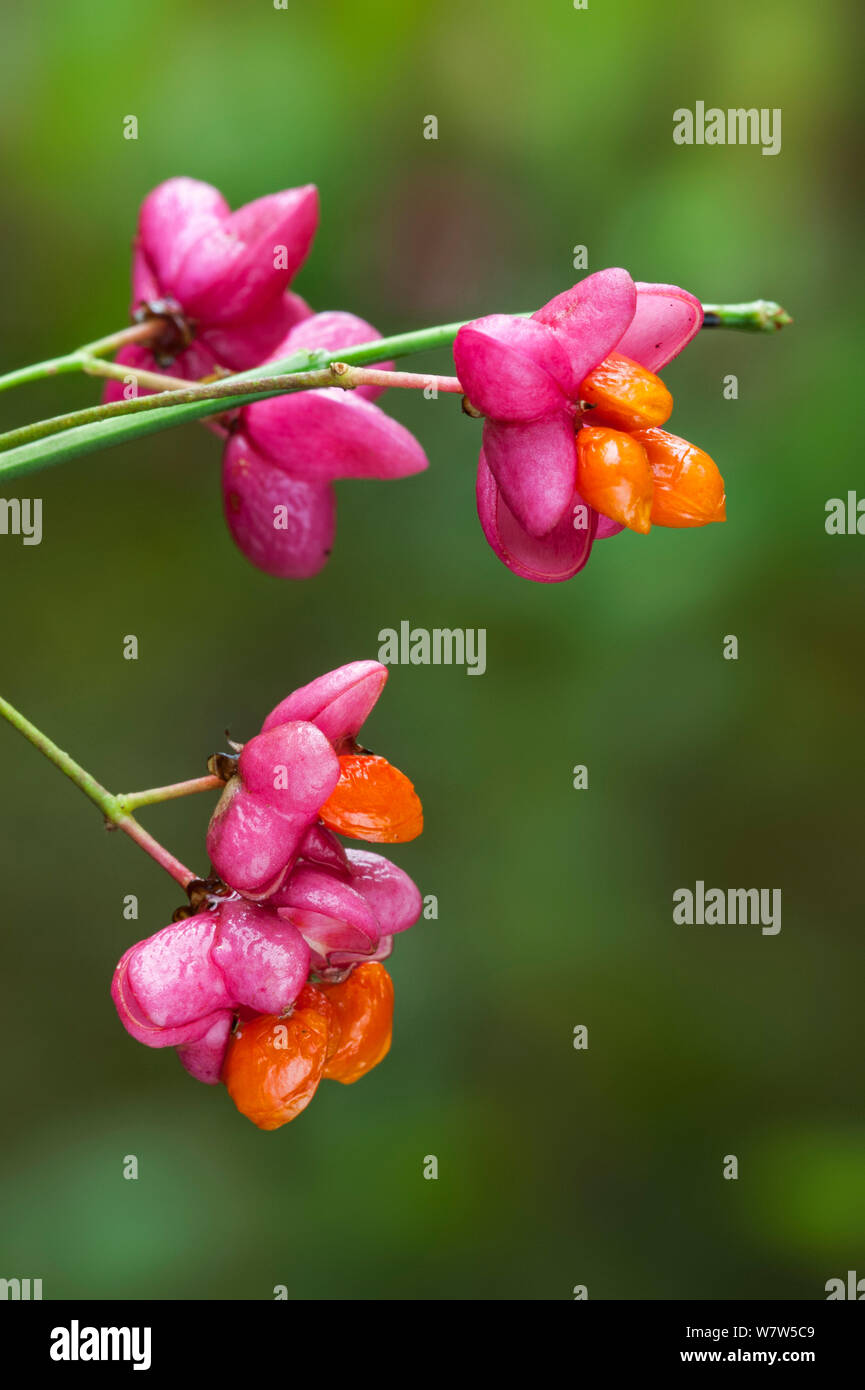 Celastrales Celastrales hi-res stock photography and images - Alamy