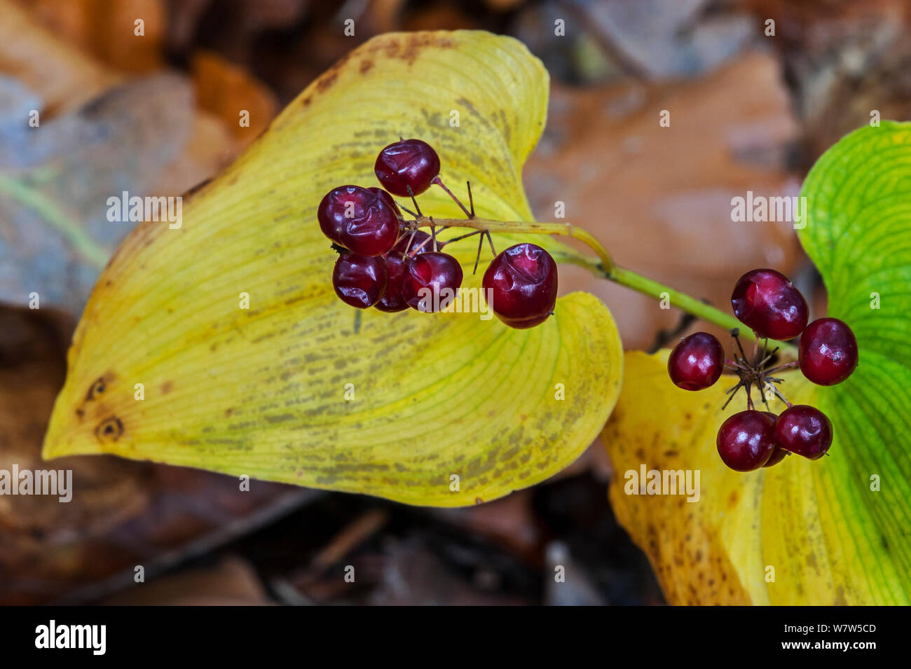 Lily of the valley woodland flowering plant hires stock photography