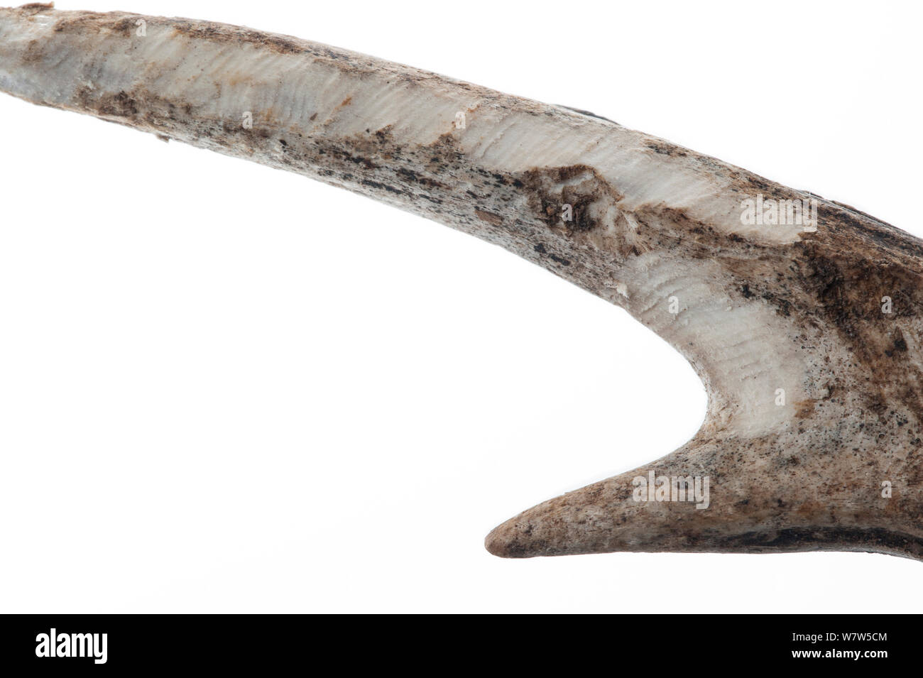 Close-up of the shed antler of a Roe deer (Capreolus capreolus), showing teeth marks where it has been gnawed upon by mice, squirrels and other rodents for Calcium, Magnesium and other minerals, UK Stock Photo