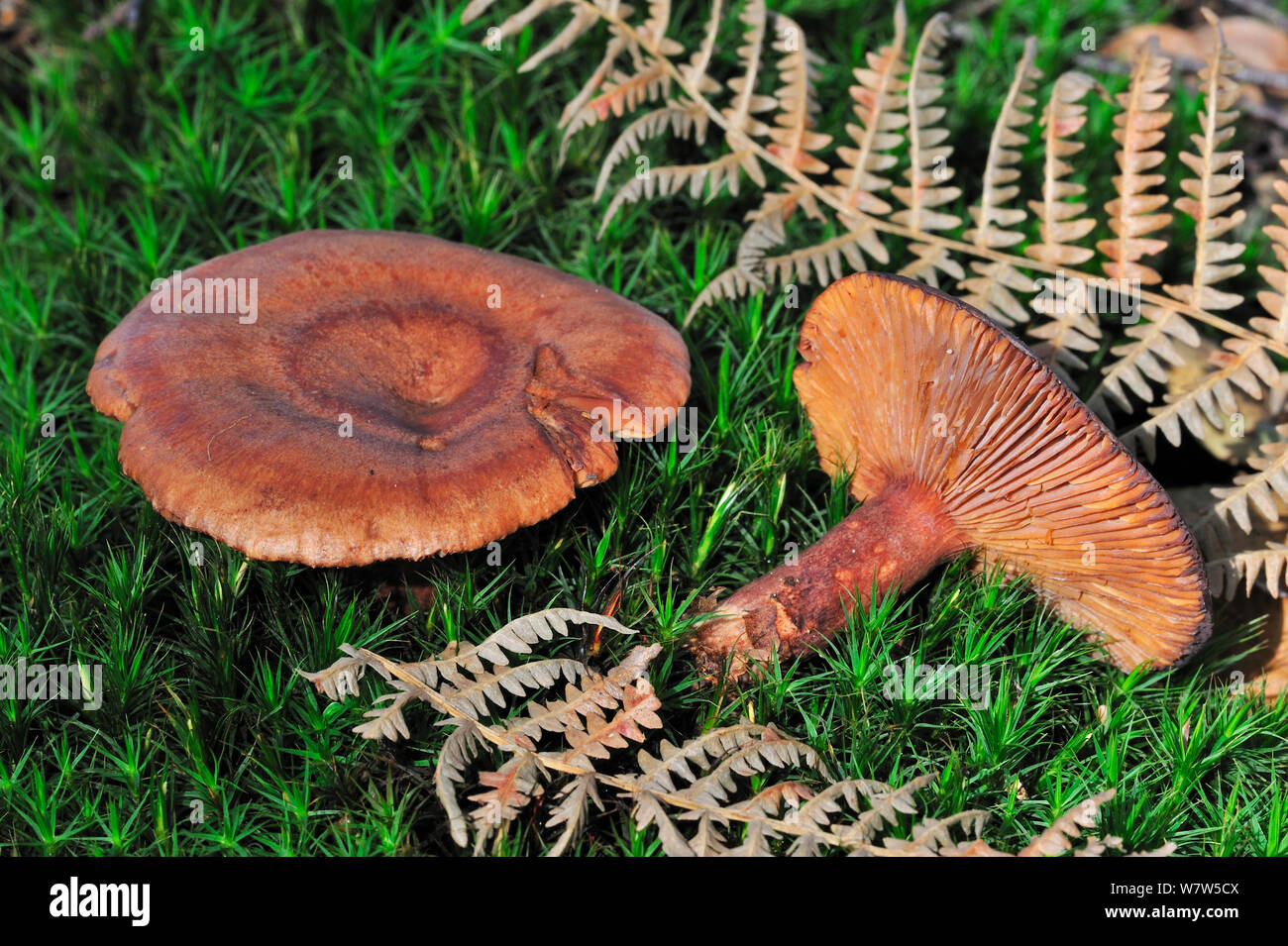 Oak milkcaps (Lactarius quietus), Belgium, October Stock Photo