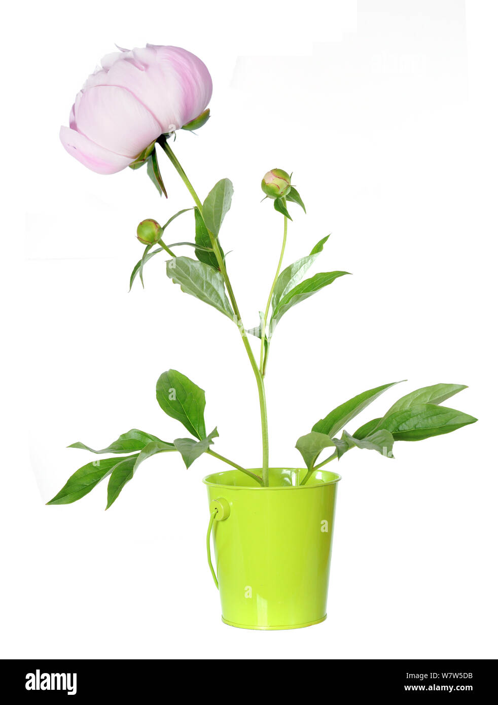 beautiful peony flower isolated on white background Stock Photo - Alamy