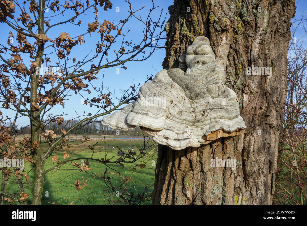 Tinder bracket fungus (Fomes fomentarius) growing on a Pedunculate oak (Quercus robur), Belgium, December. Stock Photo