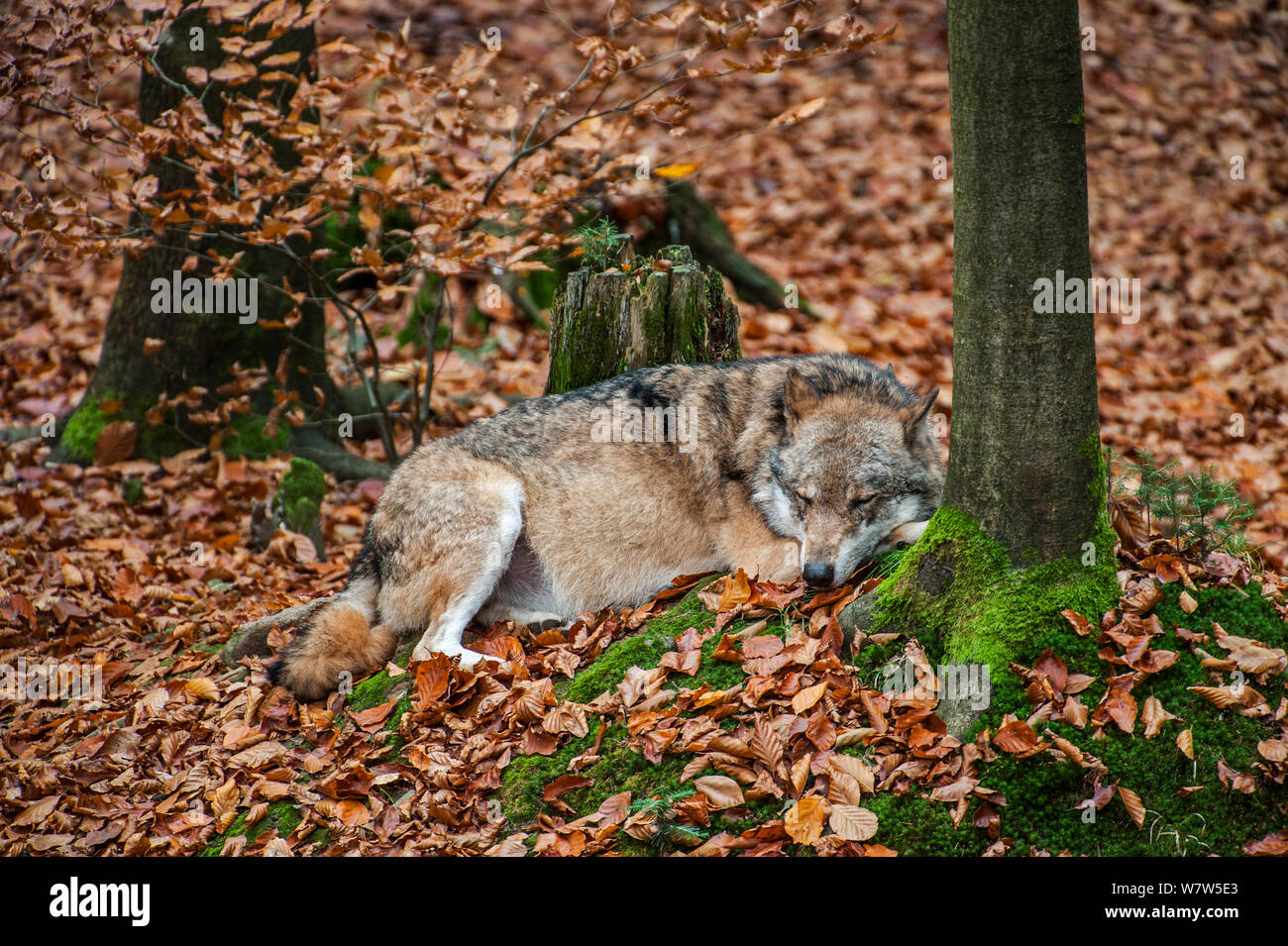 Grey wolf (Canis lupus) sleeping in woodland, Bayerischer Wald ...