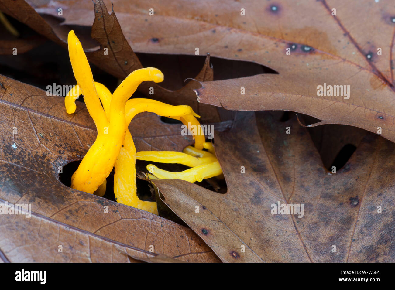 Yellow stagshorn (Calocera viscosa) growing among autumn leaves, Belgium, November Stock Photo