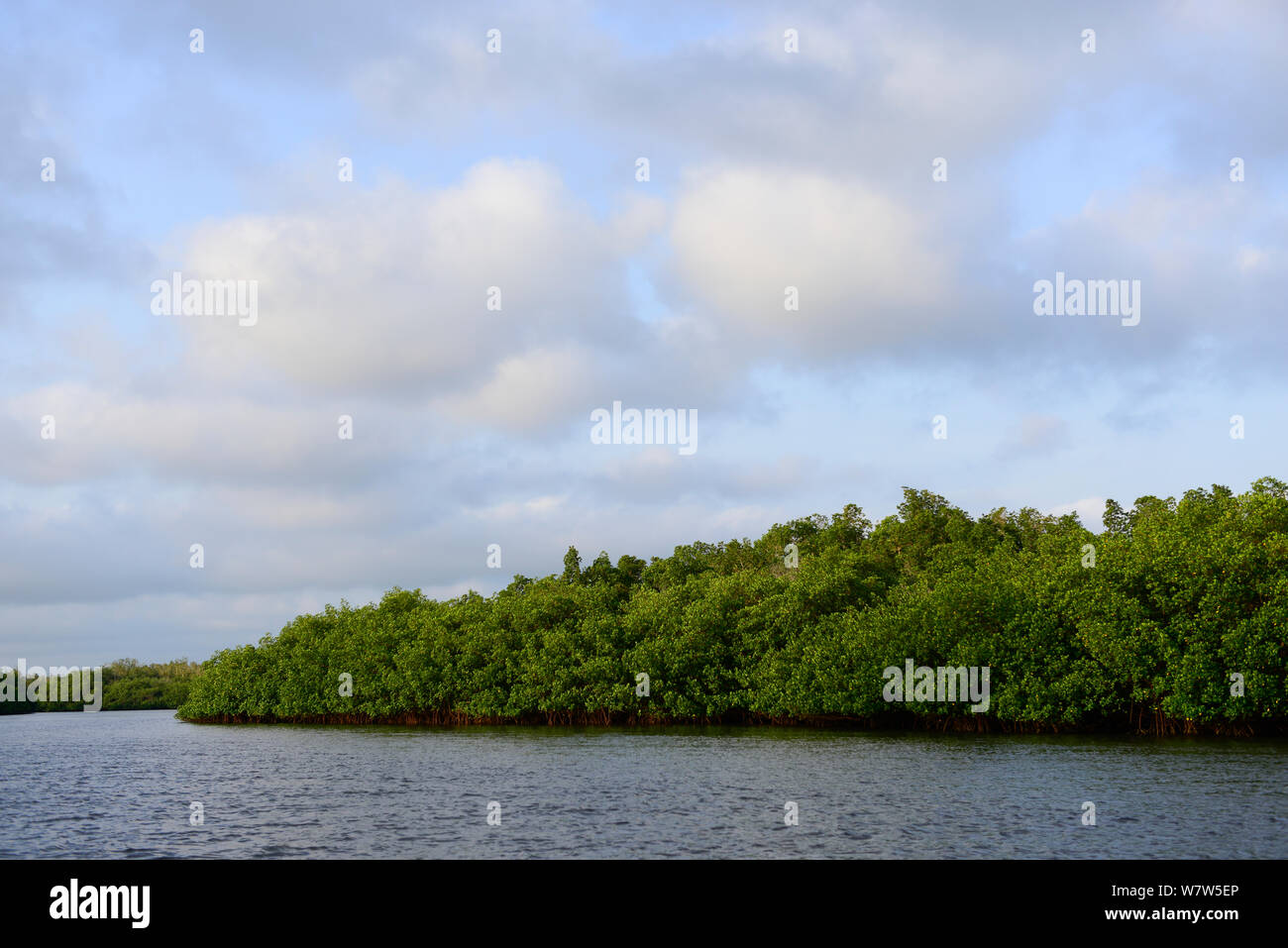 Mangrove swamp on coast of Orango Island, Guinea-Bissau, December 2013. Stock Photo