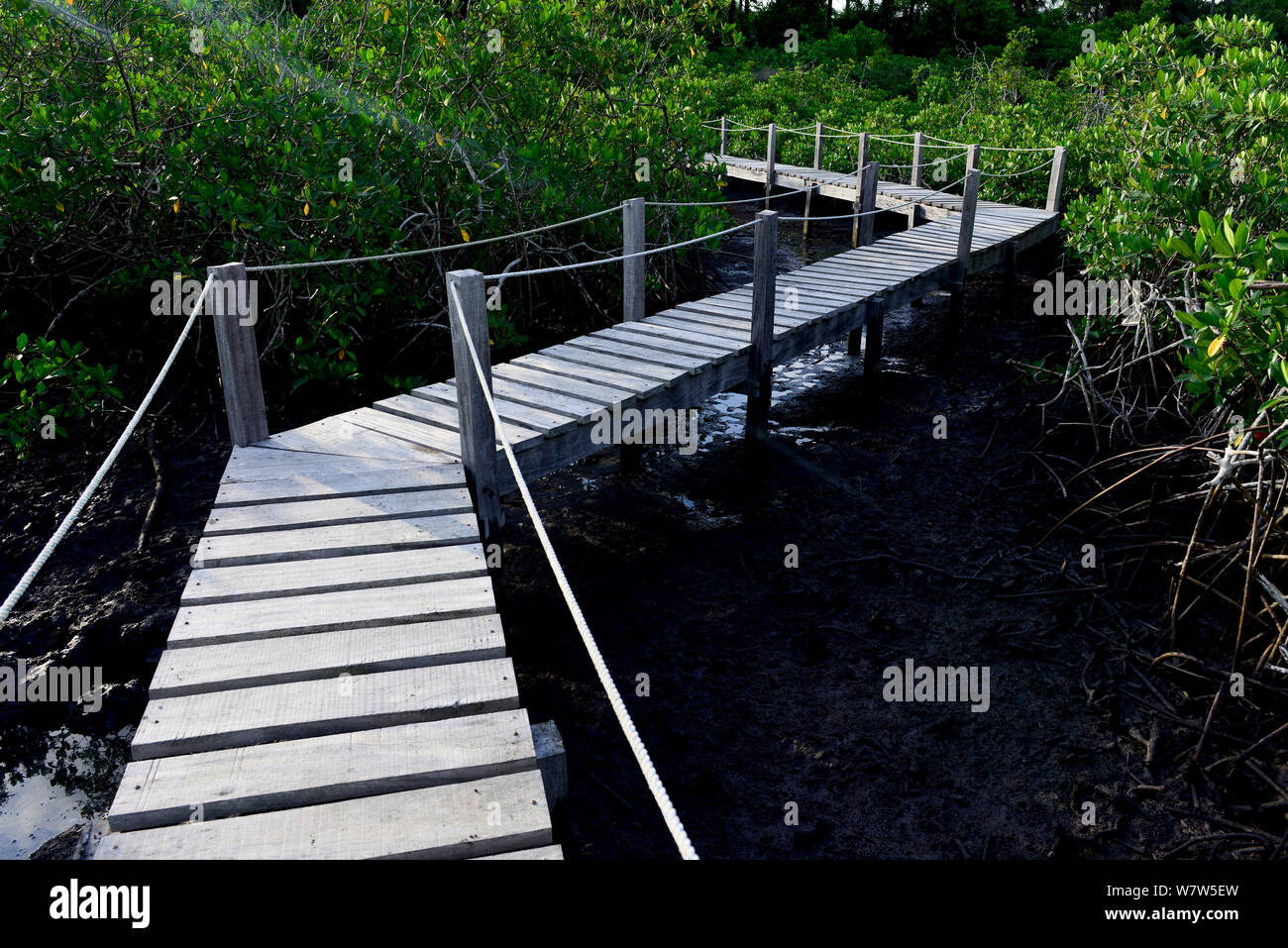 Bridges through mangrove swamps on coast of Orango Island, Guinea-Bissau, December 2013. Stock Photo