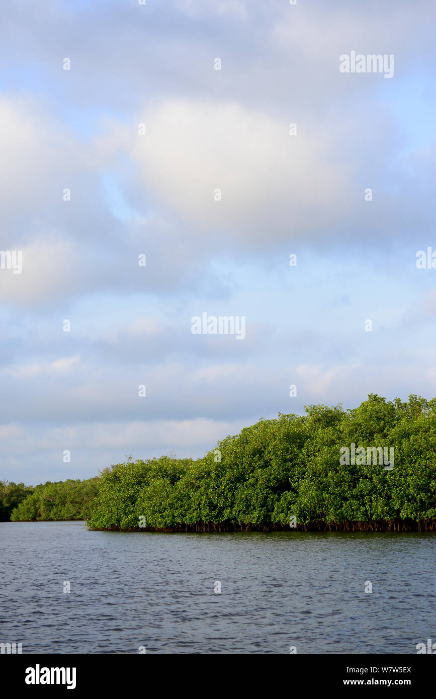 Mangrove swamp on coast of Orango Island, Guinea-Bissau, December 2013. Stock Photo