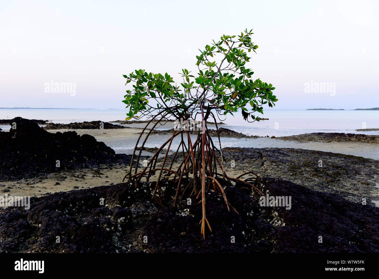 Mangroves on beach near Orango Park Hotel, Orango Island, Guinea-Bissau, December 2013. Stock Photo