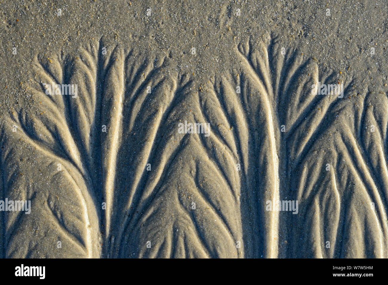 Patterns in sand on beach, Guinea Bissau. Stock Photo