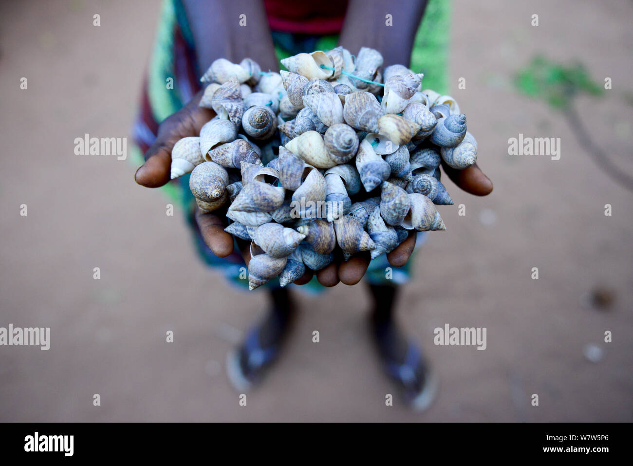 Rattles made ??from shells for traditional Nalu dance, Cabedu village, Guinea-Bissau, December 2013. Stock Photo