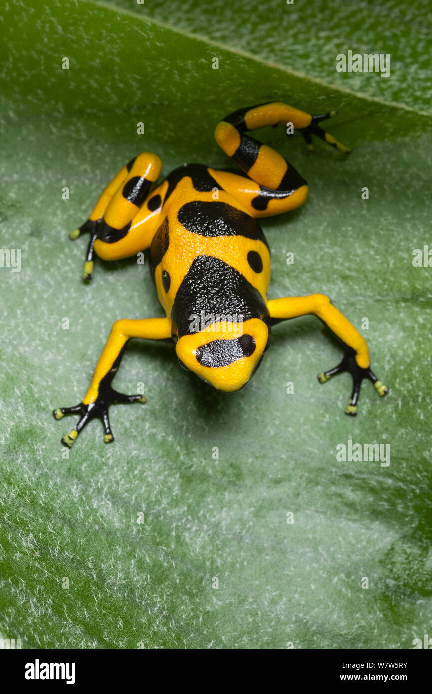 Yellow-banded poison dart frog (Dendrobates leucomelas) on leaf, South America, January. Stock Photo