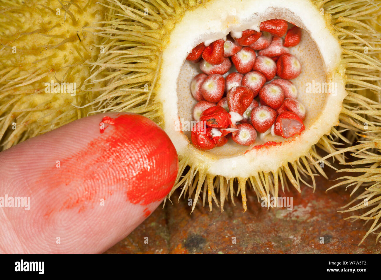Achiote seeds (Bixa orellana) showing the annatto coloring they produce on finger, South America, November. Stock Photo