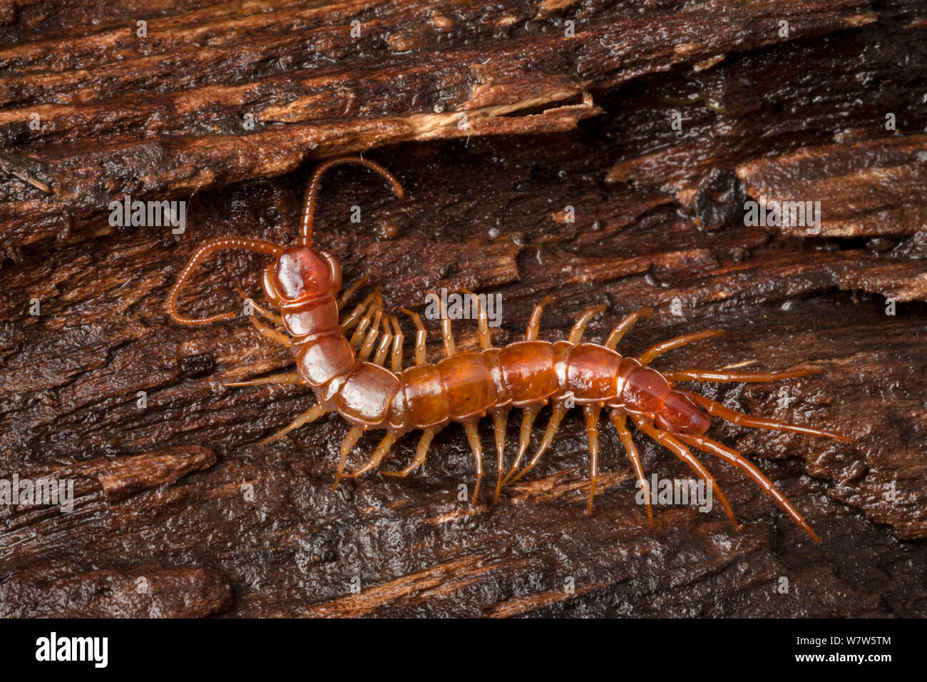 Brown Centipede (Lithobius forficatus) on rotting wood. Peak District National Park, Derbyshire, UK. October. Stock Photo