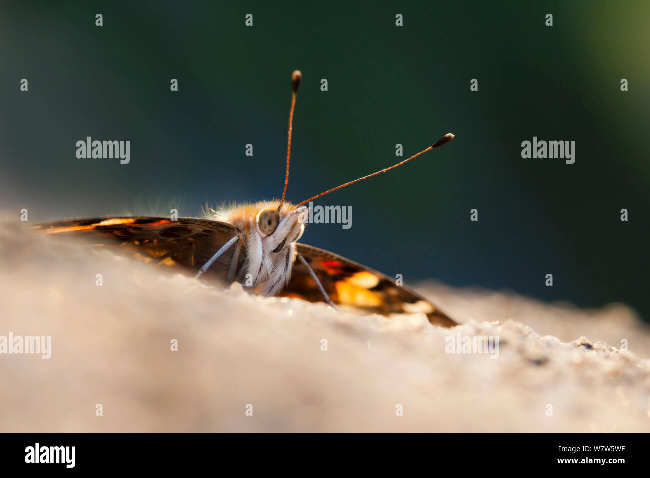 Painted Lady (Vanessa cardui) basking on a rock  in evening light. Higger Tor, Peak District National Park, Derbyshire, UK. August. Stock Photo