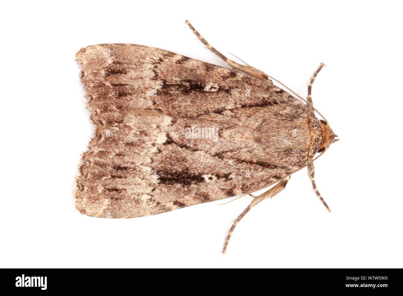 Copper Underwing moth (Amphipyra pyramidea) photographed in mobile field studio on a white background. The National Forest, Leicestershire, UK. September. Stock Photo