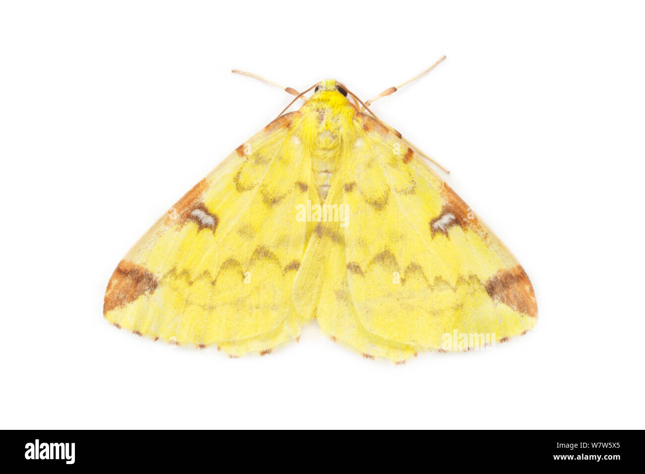 Brimstone moth (Opisthograptis luteolata) photographed in mobile field studio on a white background. Peak District National Park, Derbyshire, UK. August. Stock Photo