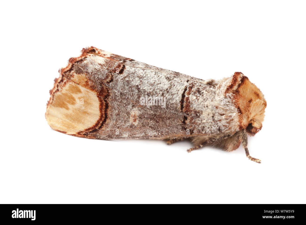 Buff-tip Moth (Phalera bucephala), photographed against a white background in mobile field studio. Normandy, France. July. Stock Photo