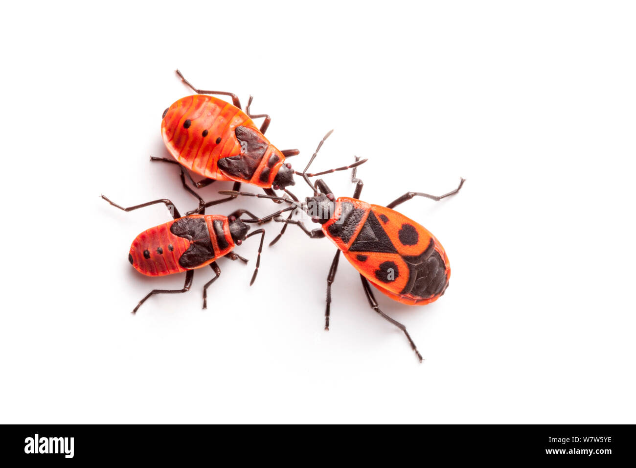 Fire Bugs (Pyrrhocoris apterus) photographed on a white background in mobile field studio, Normandy, France. July. Stock Photo