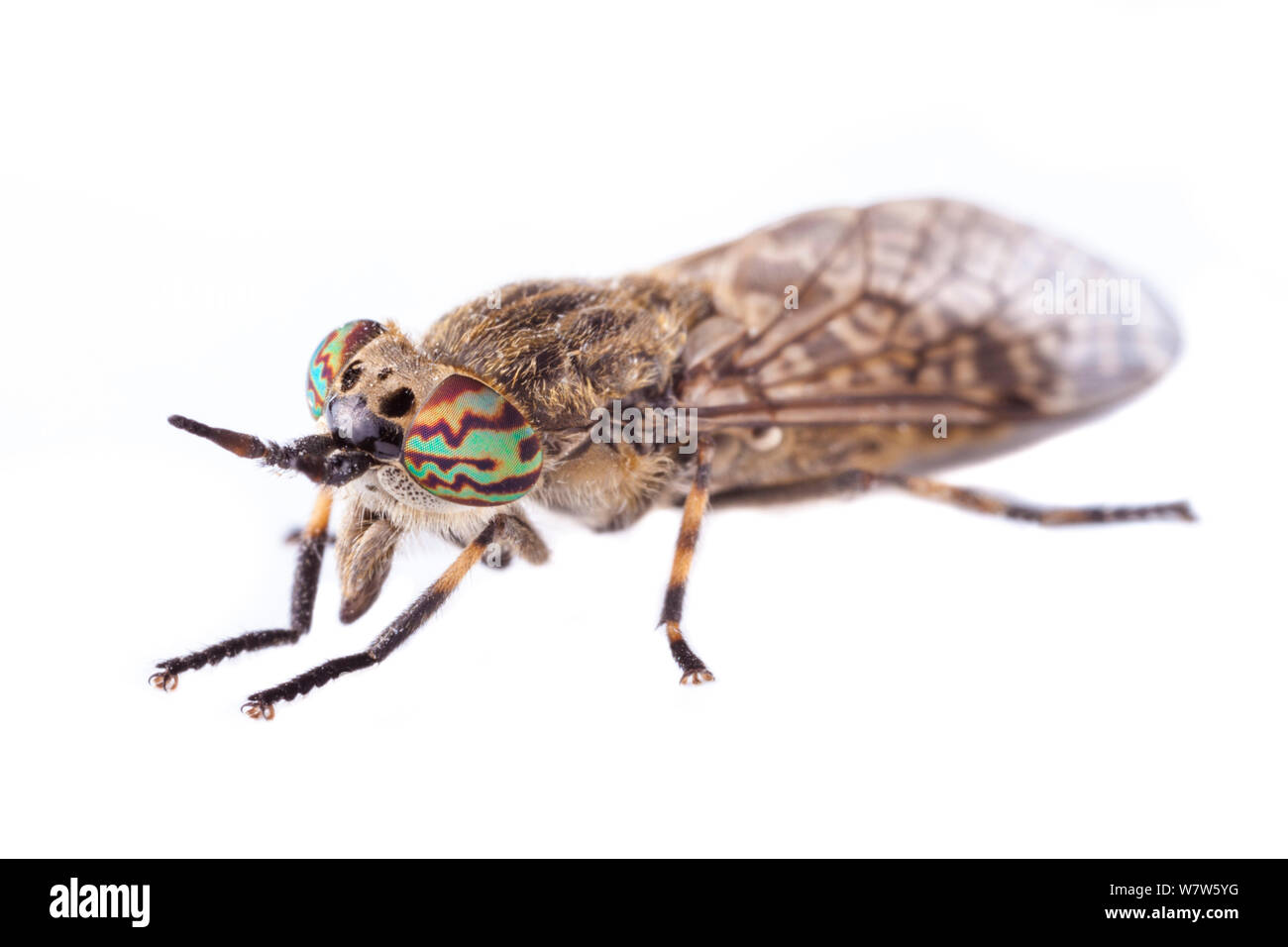 Cleg Fly / Horsefly (Haematopota pluvialis), photographed on a white background in mobile field studio. Normandy, France. July. Stock Photo