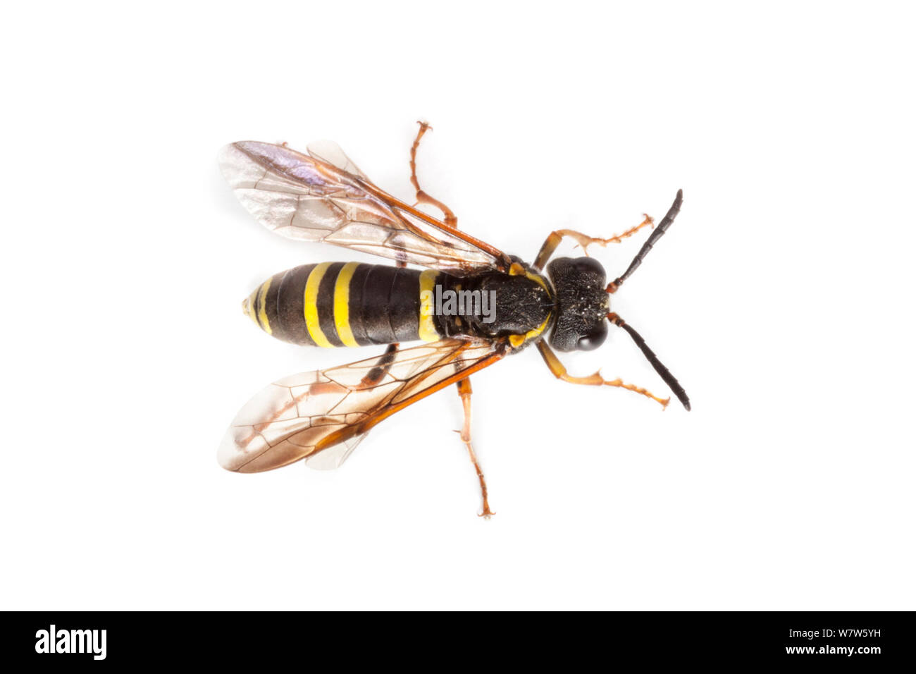 Sawfly +Tenthredo vespa), and excellent wasp mimic. Normandy, France. July. Stock Photo