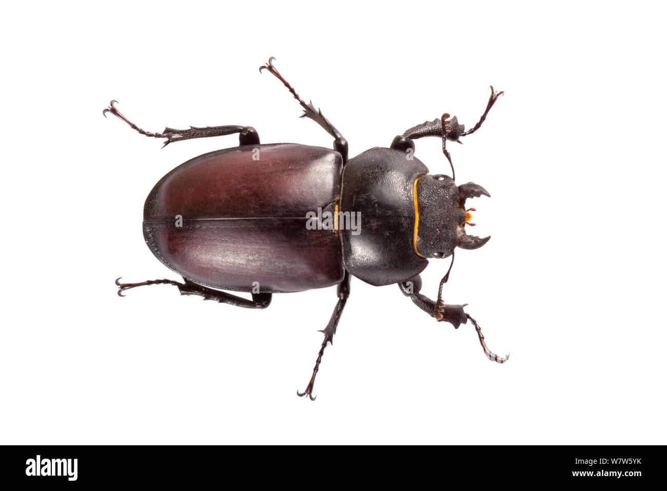 Stag Beetle (Lucanus cervus) female. Photographed on a white background in mobile field studio. Normandy, France. July. Stock Photo