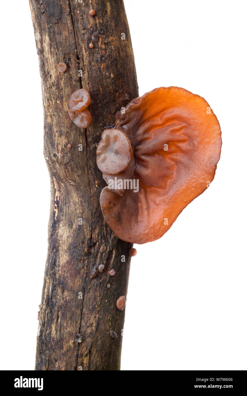 Jelly / Jew&#39;s Ear Fungus (Auricularia auricula judae) photographed in mobile field studio against a white background. Derbyshire, UK. January. Stock Photo