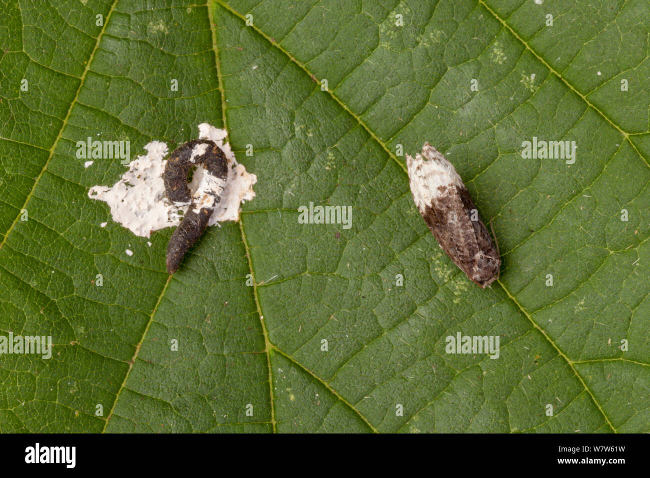 Birch Marble (Apotomis betuletana) (right) next to a bird dropping. This moth is an excellent bird-dropping mimic, giving it protection from predators. Surrey, UK. August. Stock Photo