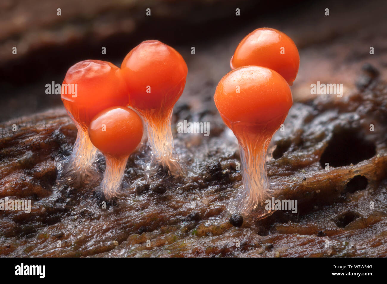 Slime Mould (Trichia decipiens) fruiting bodies on decaying wood. Peak District National Park, Derbyshire, UK. November. Stock Photo