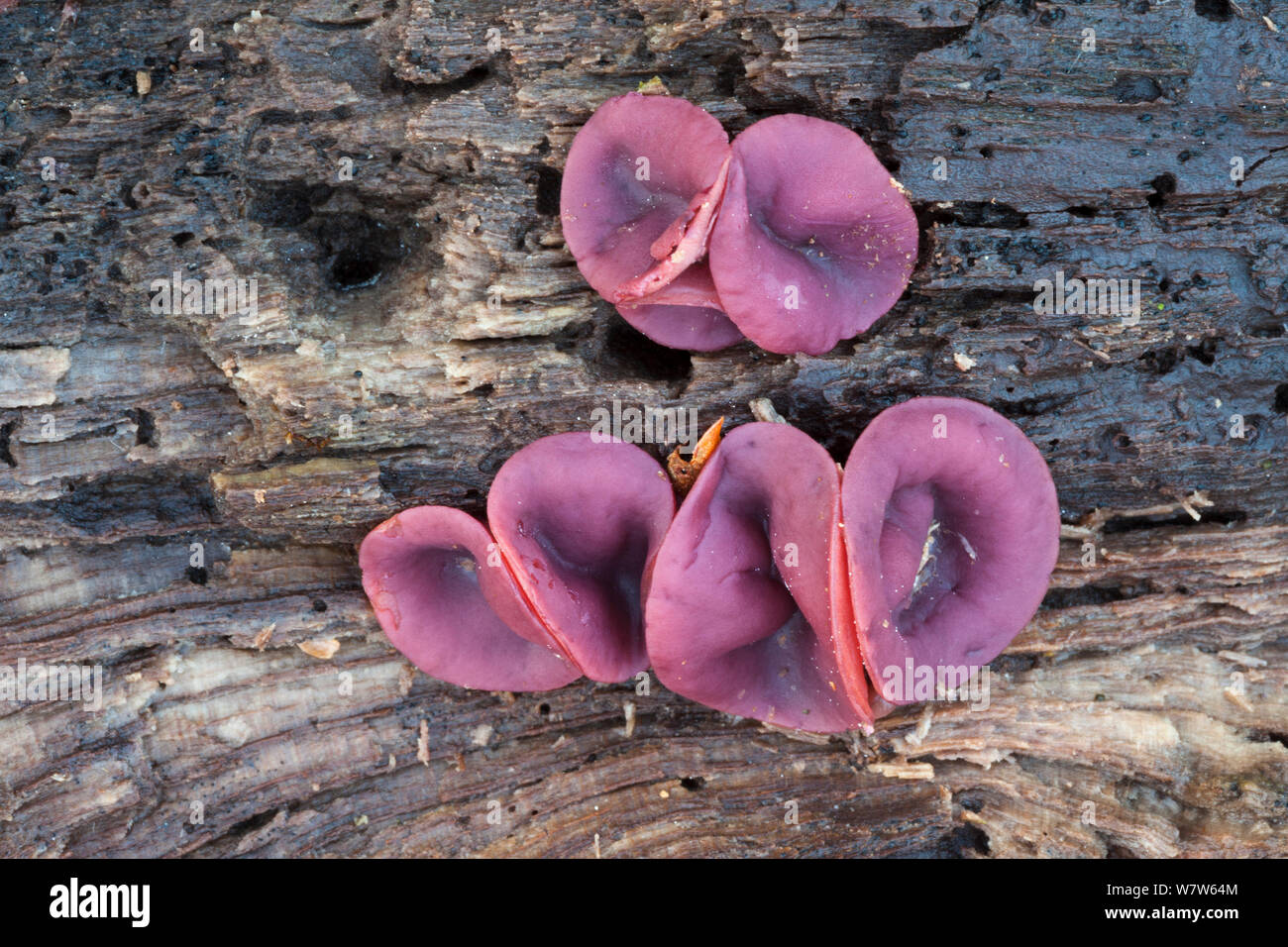 Ascocoryne cylichnium fungus growing on rotting beech wood. Peak District National Park, Derbyshire, UK. November. Stock Photo