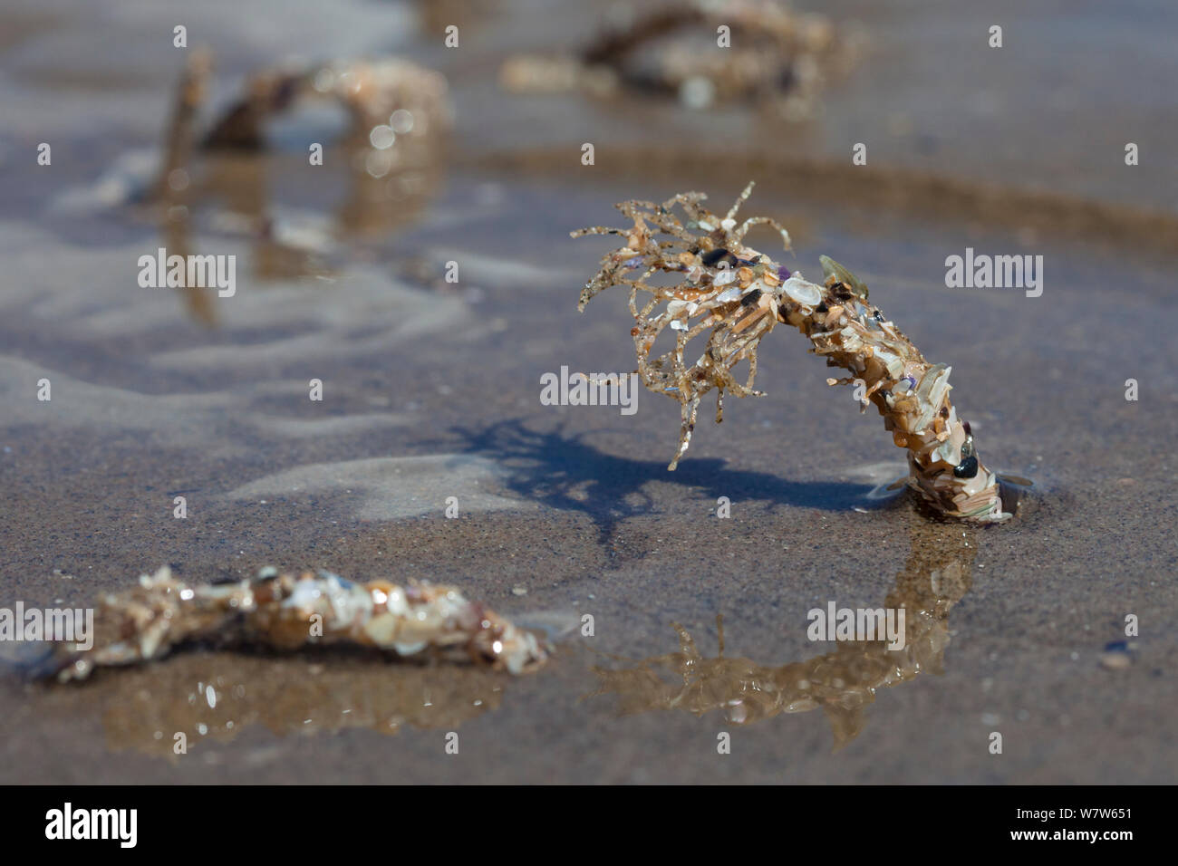 Sand Mason Worms (Lanice conchilega) tube in sand on beach, Colwyn Bay, Wales, UK. May. Stock Photo