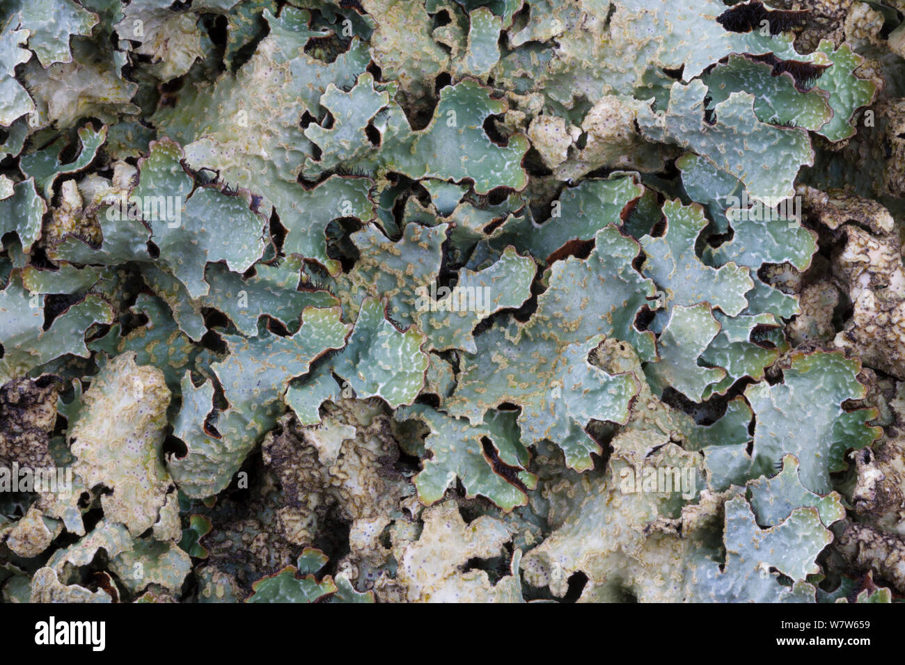 Lichen (Parmelia saxatilis) found growing on gritstone boulder, Peak District National Park, Derbyshire, UK. May. Stock Photo