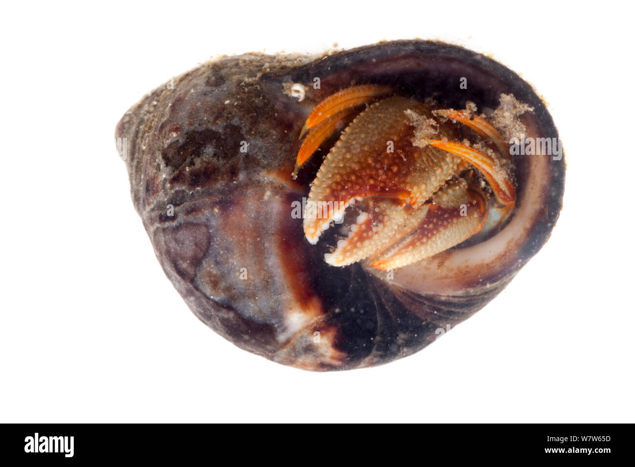 Common Hermit Crab (Pagurus bernhardus) in shell of Edible Periwinkle (Littorina littorea). Photographed on a white background in mobile field studio. Northumberland, UK. May. Stock Photo