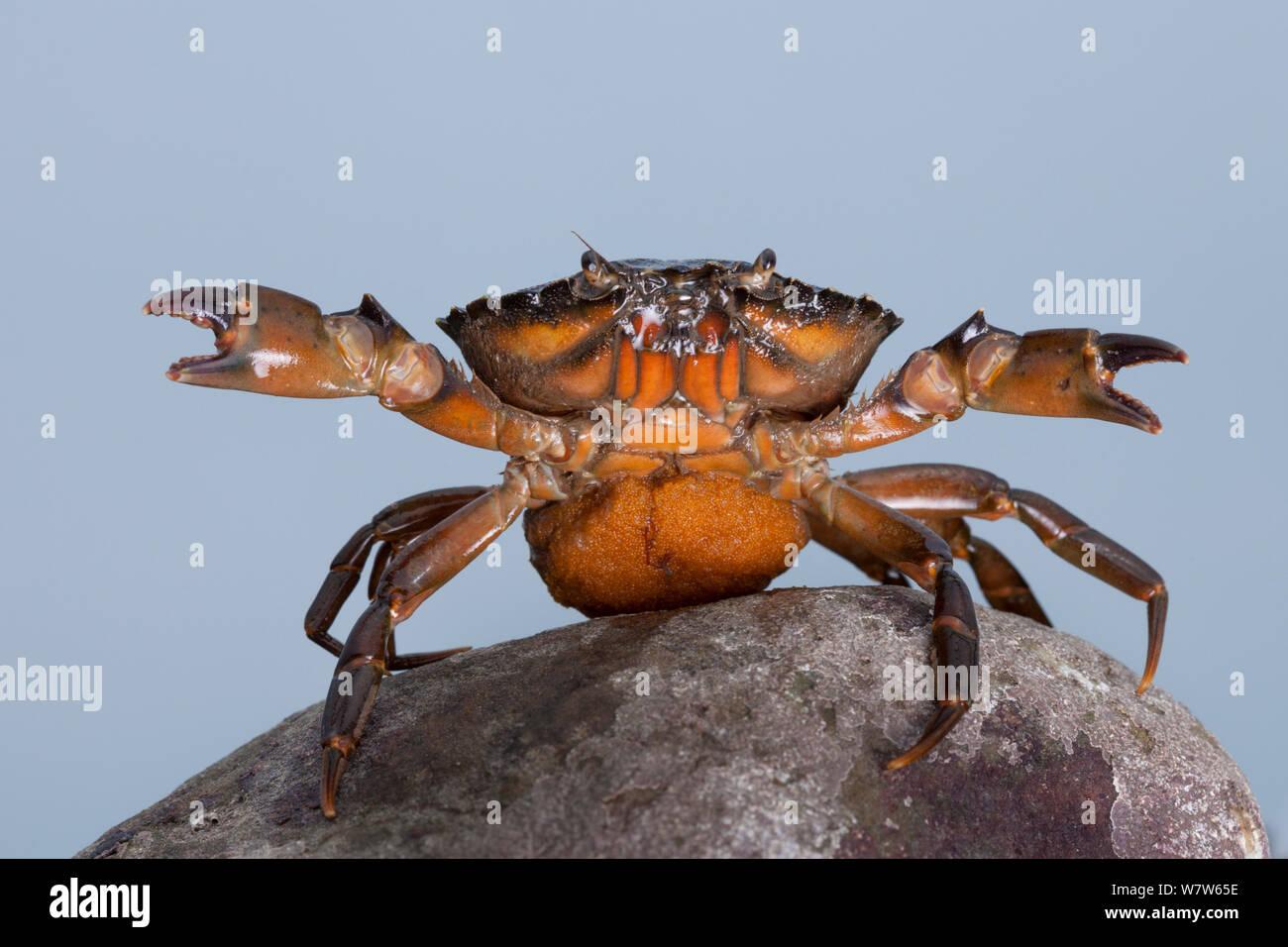 Shore crab england hi-res stock photography and images - Alamy