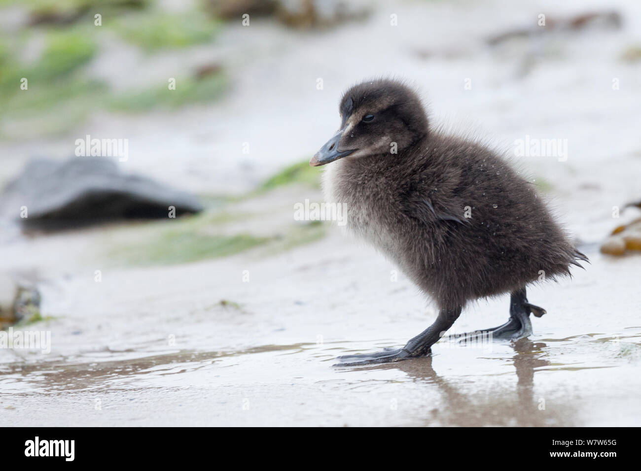 Eider duckling (Somateria mollissima) on beach, Northumberland, UK. May. Stock Photo