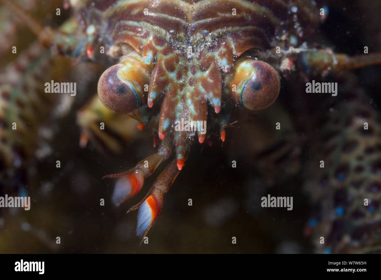 Close up of compound eyes hires stock photography and images Alamy