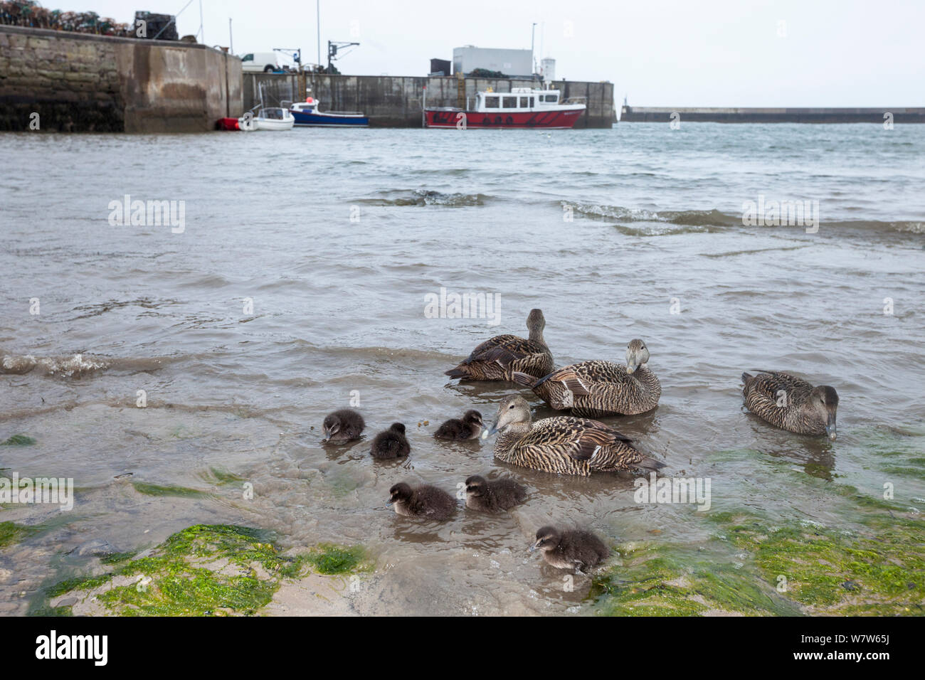 Eider ducks with ducklings (Somateria mollissima) in harbour Northumberland, UK. May. Stock Photo