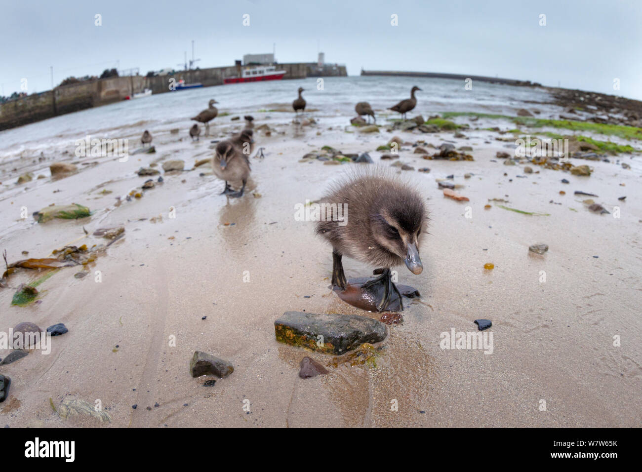 Eider duckling (Somateria mollissima) on beach, Northumberland, UK. May. Taken with wide angle lens. Stock Photo