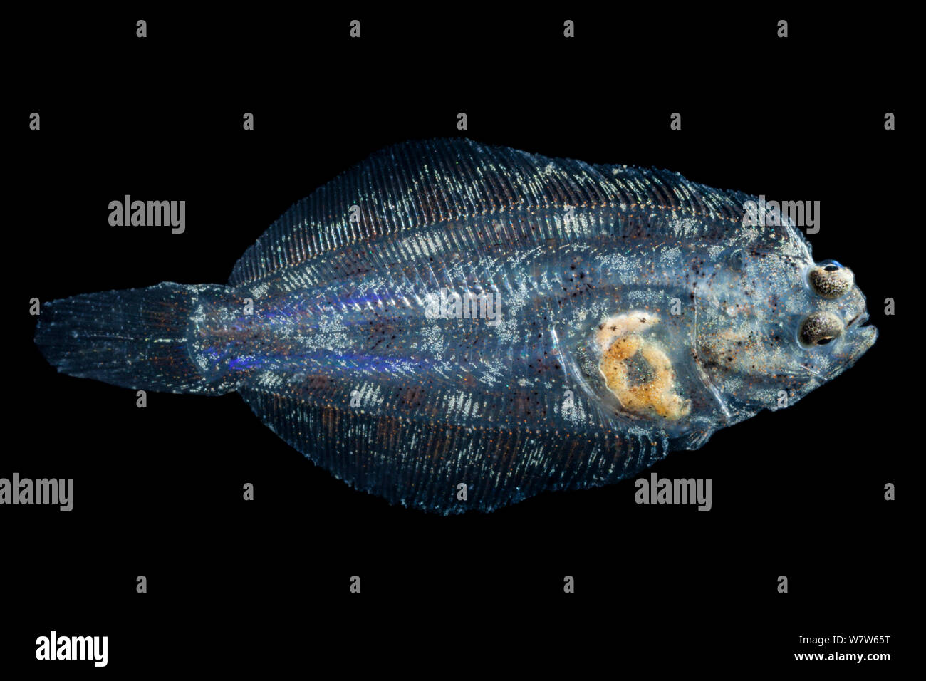Juvenile European Flounder (Platichthys flesus) photographed in mobile