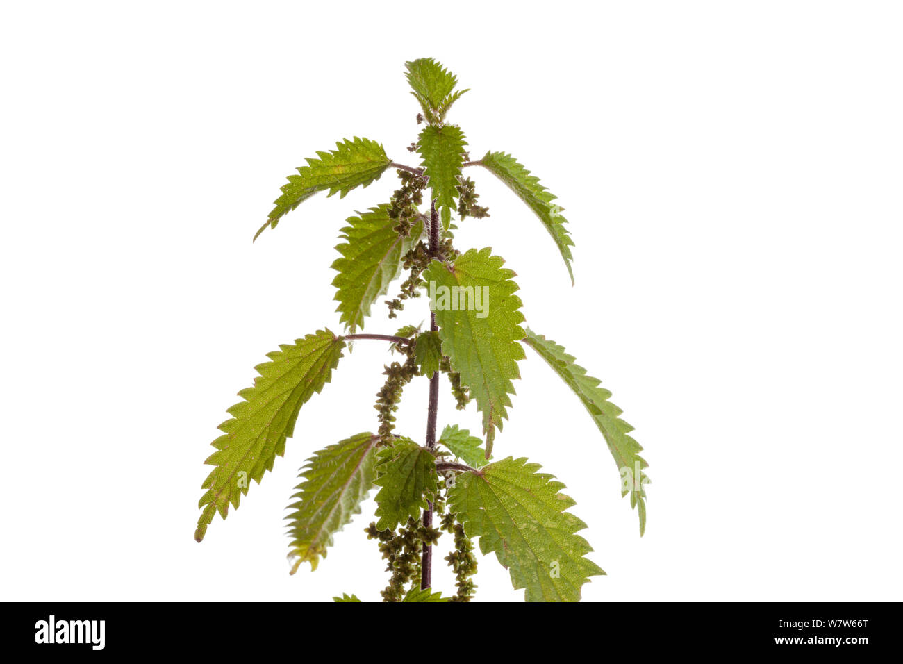 Stinging Nettle (Urtica dioica), photographed in mobile field studio against a white background. Derbyshire, UK. September. Stock Photo