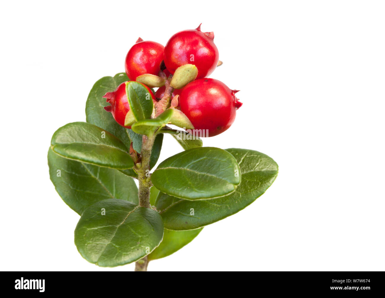 Cowberry (Vaccinium vitis-idaea), a moorland species, photographed in mobile field studio againt a white background, Peak District National Park, Derbyshire, UK. November. Stock Photo