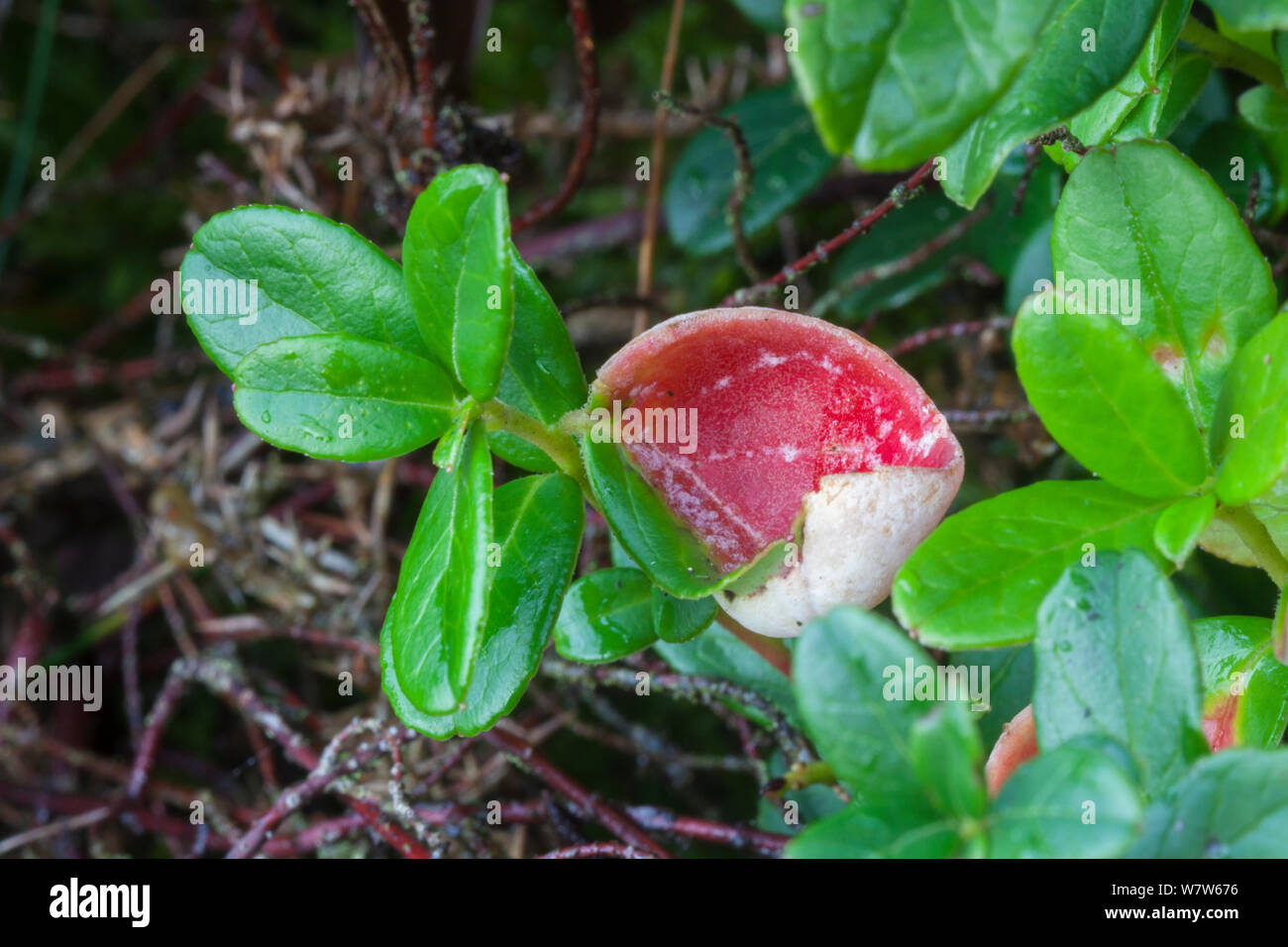 Cowberry (Vaccinium vitis-idaea), with a gall caused by Cowberry Redleaf fungus (Exobasidium vaccinii). Peak District National Park, Derbyshire, UK. November. Stock Photo