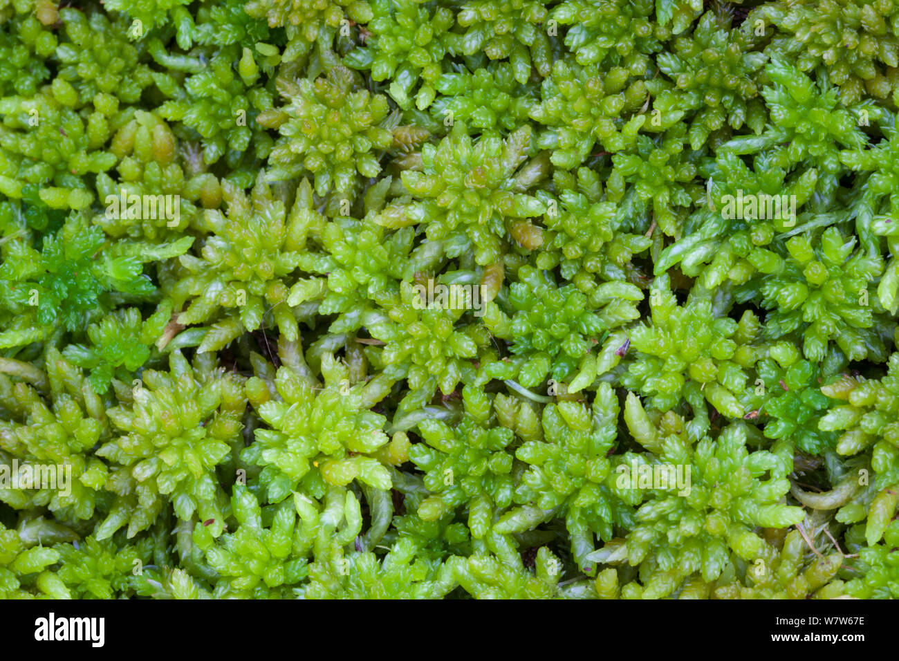 Spagnum Moss (Sphagnum Sp.) Peak District Natinal Park, Derbyshire, UK. May. Stock Photo