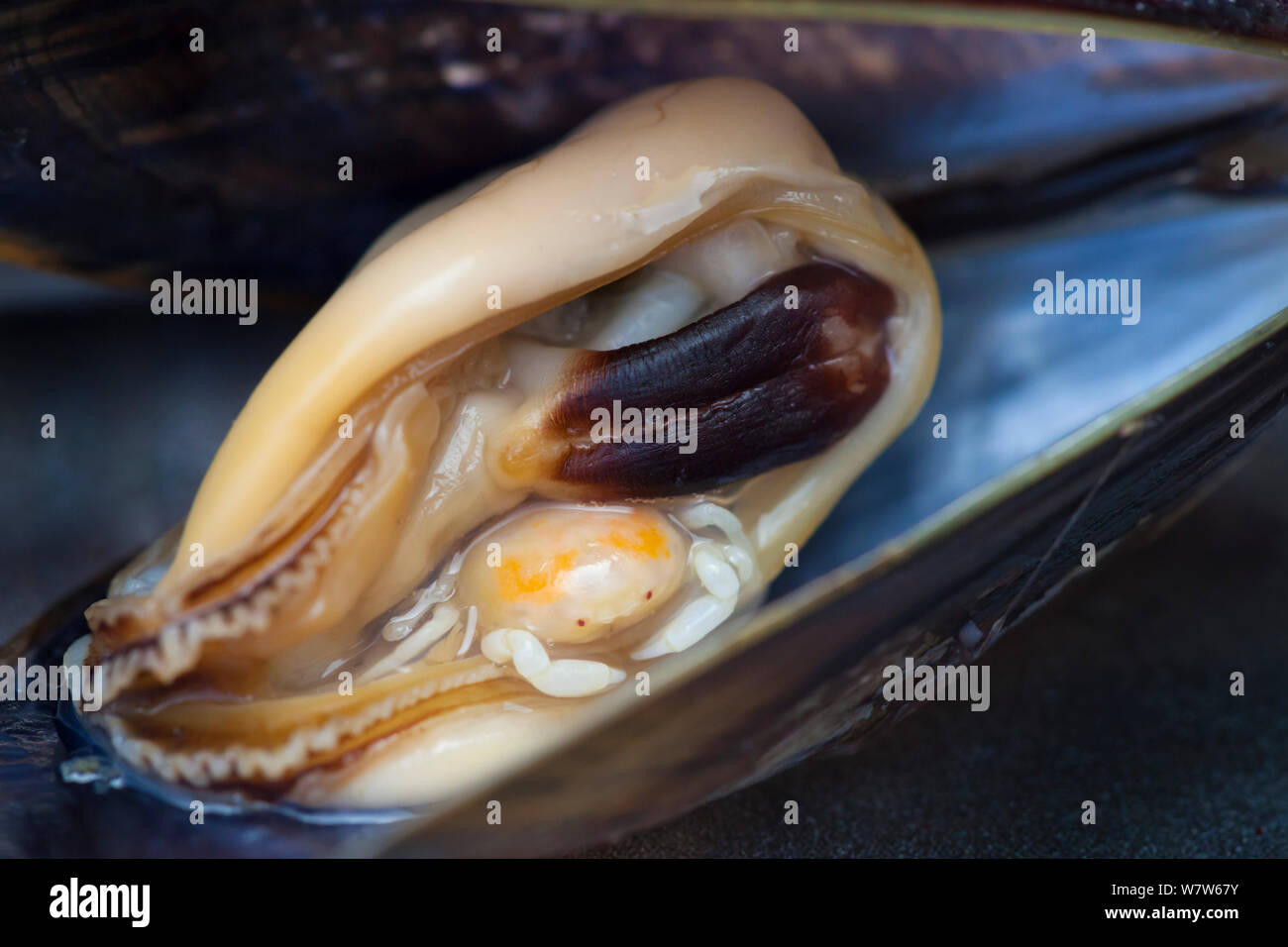 Pea Crab (Pinnotheres pisum) inside a Common Mussel (Mytilus edulis). This small crab parasitises a number of bivalve species including mussels, living in the host&#39;s mantle cavity. Normandy, France. July. Stock Photo