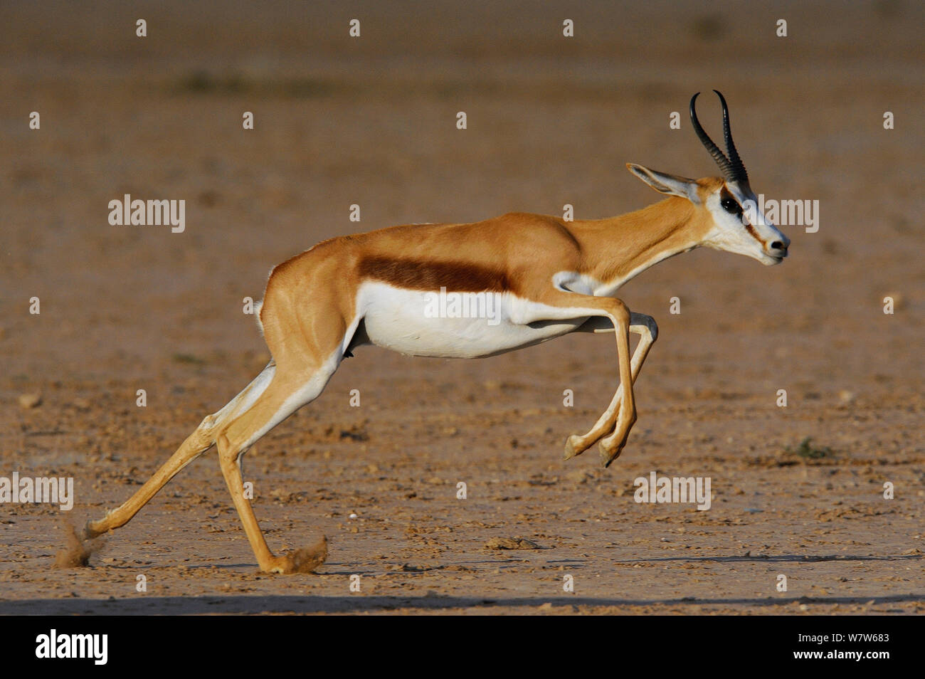 Springbok (Antidorcas marsupialis) jumping / pronking, Kgalagadi