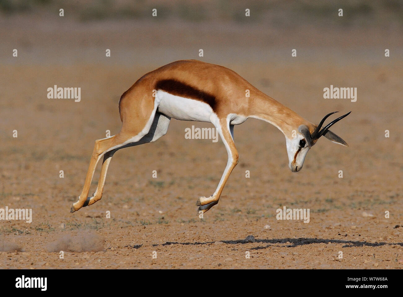 Springbok (Antidorcas marsupialis) jumping / pronking, Kgalagadi
